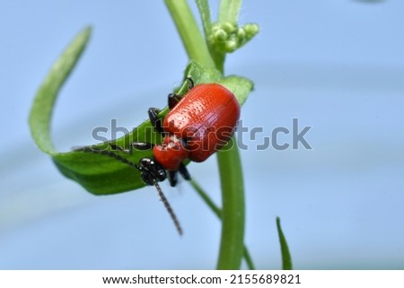 In the picture, a red firefighter beetle with a black head sits on the grass.