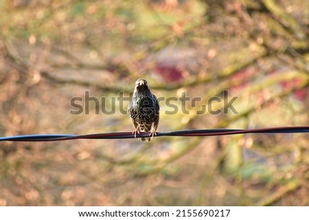 The picture shows an ordinary starling, he sits on a wire alone and sings.