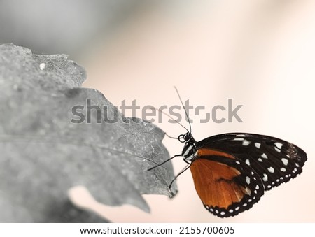 The little butterfly picture in nature