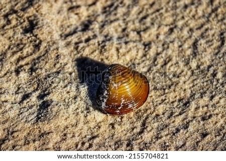 Shell found at Prainha da Lagoa dos Barros in Osório in Rio Grande do Sul, Brazil.
