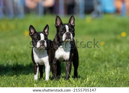 two Boston terriers on the green grass
