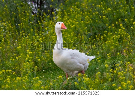 goose in a grass