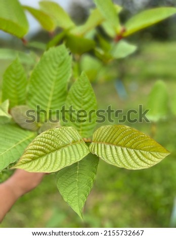 Selective focus on green kratom leaves or Mitragyna speciosa Korth or thom leaf.