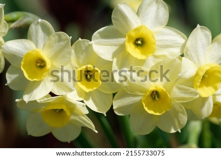 Narcissus 'Minnow' is a tazetta-daffodil (Div. 8) with white crown and yellow cup Royalty-Free Stock Photo #2155733075