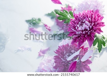 pink and purple chrysanthemum in raindrops on white background
