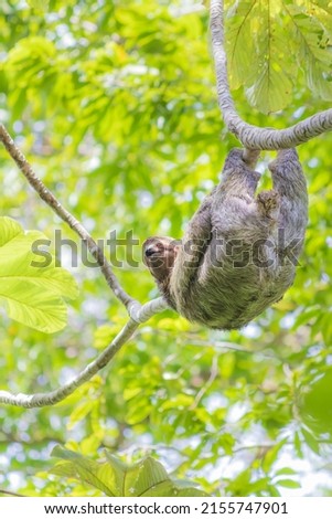 Cute Sloth hanging on a branch in a natural green background . Wild brown-throated three-toed sloth in Manuel Antonio National Park, Costa Rica