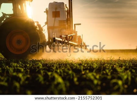 Tractor spraying pesticides on corn field  with sprayer at spring Royalty-Free Stock Photo #2155752301