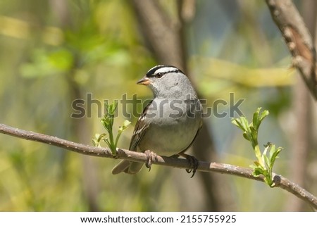 White-crowned Sparrow perched on a tree. Captured on a spring day in Richmond Hill, Ontario, Canada.