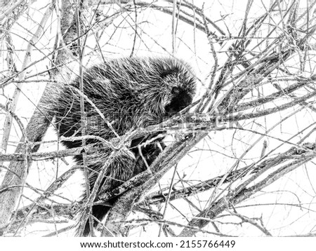 Monochrome photo of a Porcupine nestled amongst tree branches in Lois Hole Provincial Park Alberta Canada. 