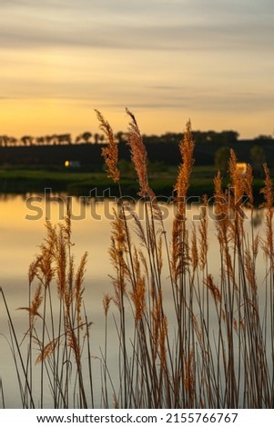 Dry reeds by the lake. Golden reeds in the sun in early spring. Abstract natural background