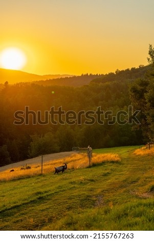 Sunset in Polana region, Slovakia, Europe, rural concept, abandoned place, idyllic sunset landscape photography, vertical picture, single goat