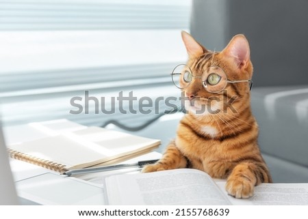 Funny bengal cat in glasses at a table with books Royalty-Free Stock Photo #2155768639