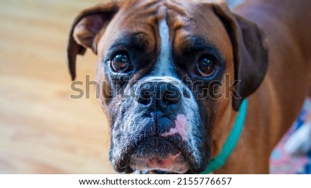 Fawn boxer dog, black face with pink and white and a green collar pink chin expectant, happy, sweet