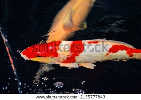 Koi fish and goldfish swimming in a pond with a fountain