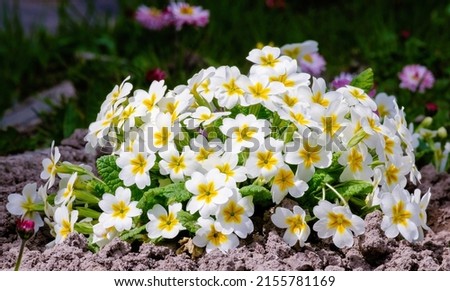 Primula vulgaris, the common primrose, bright flowering plant Primulaceae. White flowers in the garden Royalty-Free Stock Photo #2155781169