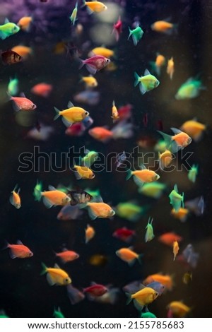 Colorful fish in the aquarium. Decorative fish on black background. Lots of multicolored fish. Vertical frame