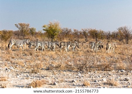 A picture of some zebras in Namibia