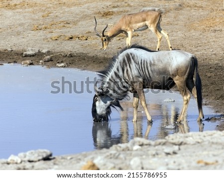 View of wildebeest at waterhole in Namibia Royalty-Free Stock Photo #2155786955
