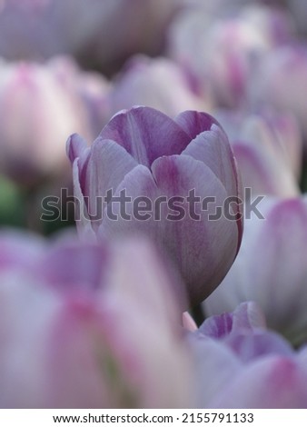 One among many other pale lilac tulips