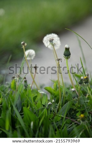 white fluffy dandelions, dandelion seeds growing on the lawn, in green grass, macro photography