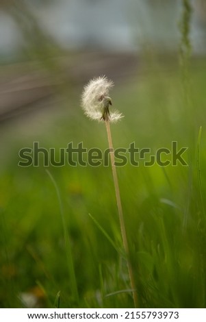 white fluffy dandelions, dandelion seeds growing on the lawn, in green grass, macro photography