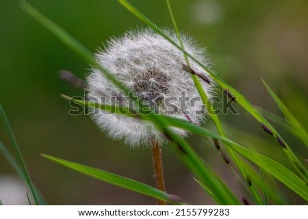 Blooming dandelion in the grass, fantastic picture, wild in Decin, spring time