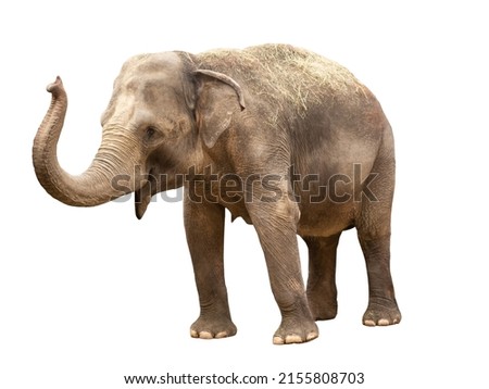 african elephant isolated on white background Royalty-Free Stock Photo #2155808703
