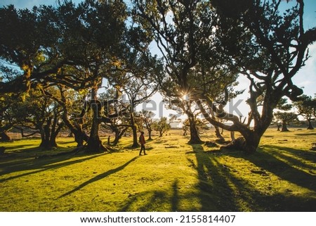 Traveler walk around trees. Most famous tourist destination Fanal on the island of Madeira, Portugal. Twisted old trees on a plateau in the Porto Moniz area. Discovering European nature. Royalty-Free Stock Photo #2155814407