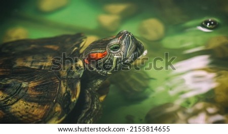 Domestic turtle close-up. A domestic red-eared turtle in an aquarium. An individual of an adult red-eared turtle, swimming in an aquarium, sticking his head out of the water.