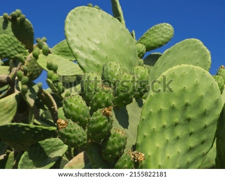 Prickly pear cactus with green fruits on blue sky background. Green opuntia cactus (ficus indica, Indian fig opuntia), flat pads leaves. Green cactus leaves with fruits. Balearic Islands, Spain. Royalty-Free Stock Photo #2155822181