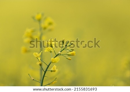 
Close up of beautiful canola flower in the field, on a blurred background