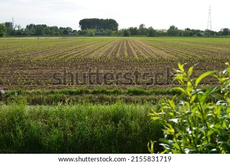 Beautiful green stripes from plant crops in diminishing perspective on an agriculture field