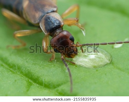 close-up of a female common or European earwig, Forficula auricularia, on a green leaf drinking from a drop of honey