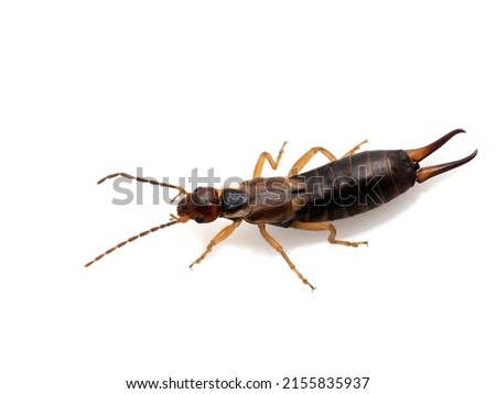 dorsal view of a female common or European earwig, Forficula auricularia, isolated on white