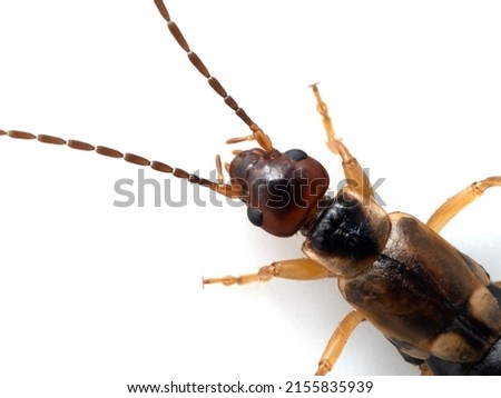 close-up of the head and antennae of a female common or European earwig, Forficula auricularia, isolated on white