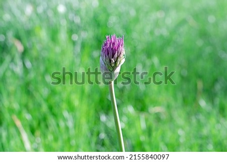 A beautiful single purple flower in a green meadow. Close-up.