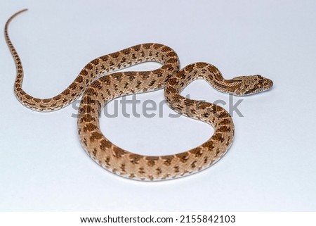 Spalerosophis diadema, known commonly as the diadem snake and the royal snake, is a species of large snake in the subfamily Colubrinae of the family Colubridae