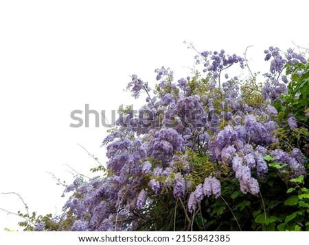 Fabaceae flower in Spring on isolate white background