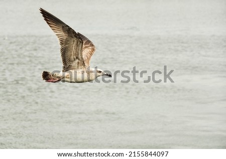 Seagull flying over the sea background or wallpaper. Postcard design, sea water empty space.