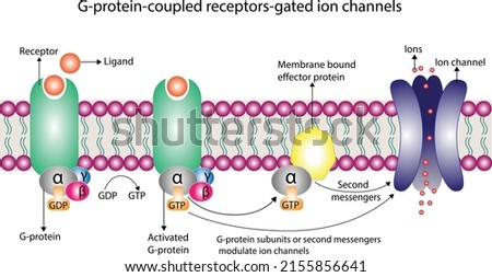 G protein coupled receptors gated ion channel. Structure of a G protein-coupled receptor (GPCR). Mechanism for the transport of ions. Cell membrane receptors for ligands bind.  vector illustration Royalty-Free Stock Photo #2155856641