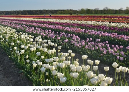 White, Purple, beautiful flower tulips