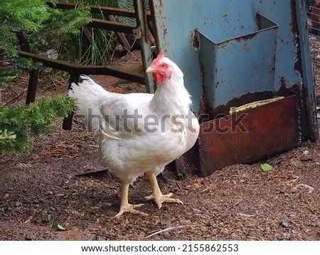 A closeup shot of a white chicken as it stands in the dirt. The chicken has a red comb and wattle hanging from below her beak. Royalty-Free Stock Photo #2155862553