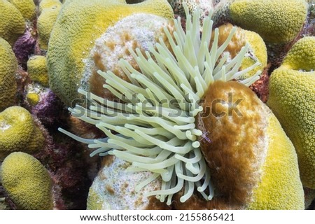 A yellow sea anenome waves in the water against coral with a blue spotted cleaner shrimp in the Caribbean Sea; close-up Royalty-Free Stock Photo #2155865421