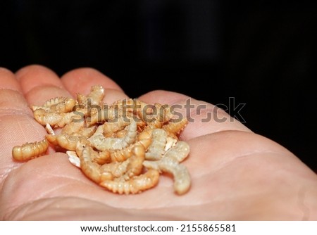 Darling Beetle Mealworm Pupae Reproduction Stage Bulk  Royalty-Free Stock Photo #2155865581
