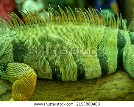 close-up picture of a reptileCommon Green Iguana (Iguana iguana), animal, macro photography, texture. Royalty-Free Stock Photo #2155880403