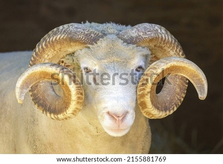 Adult Sheep Ram Headshot. Animal Pen in North America. Royalty-Free Stock Photo #2155881769