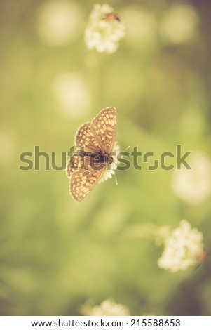 vintage photo of beautiful butterfly