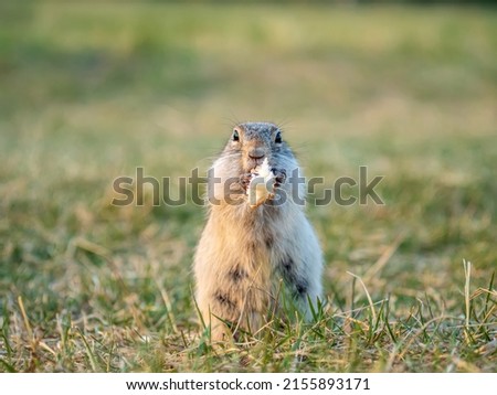 A gopher on the lawn holds a piece of baguette in its paws. Close-up.