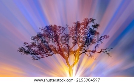 Silhouette of birds flying over the lone dead tree at amazing sunset, sun rays in the background