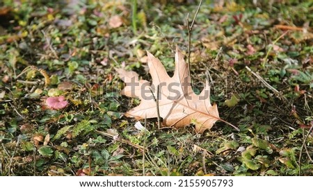 One fallen maple leaf sways in the wind. Falling colorful yellow maple leaves are lying on the ground